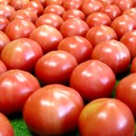 無農薬トマト