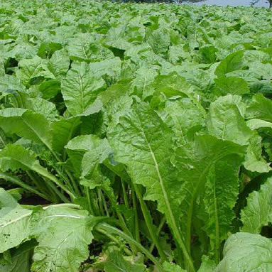 葉物野菜にキトサン溶液